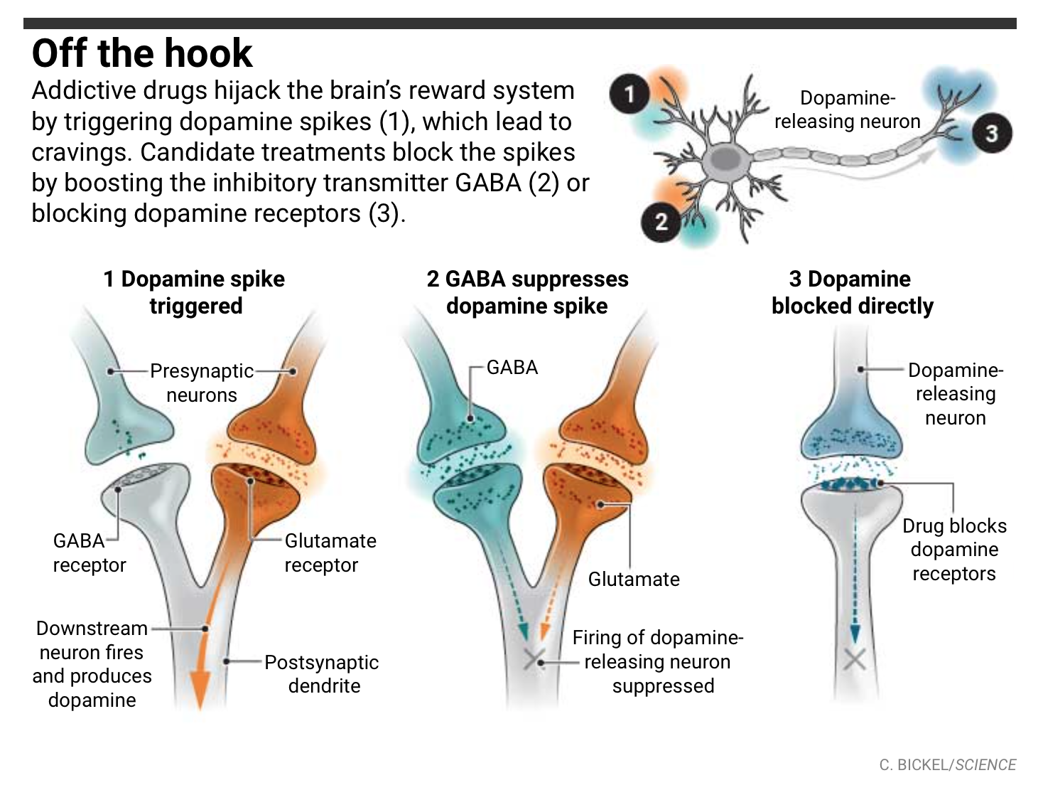 Chemists seek antiaddiction drugs to save hijacked brains