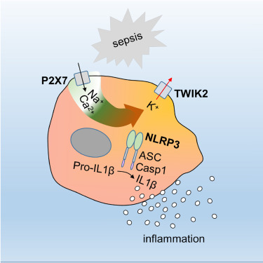 graphical-abstract-Malik-Immunity-2018