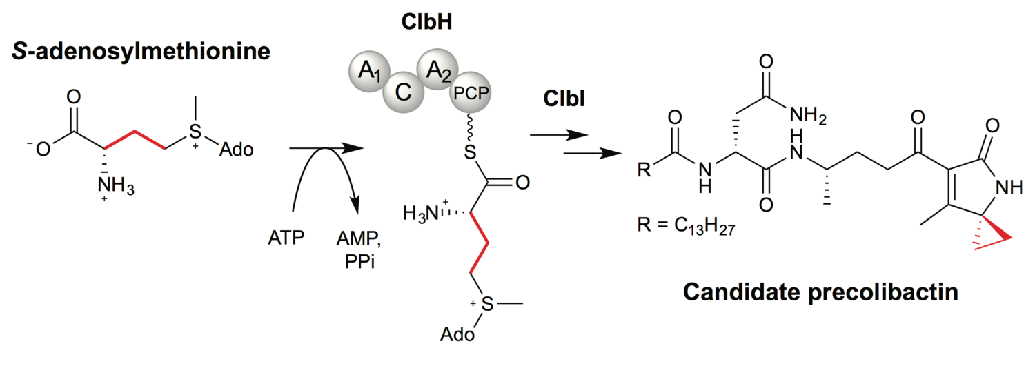 Colibactin assembly